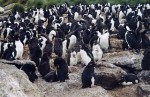 Too many Linux distros.