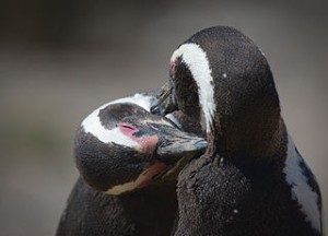 Ubuntu Oracle kissing penguins