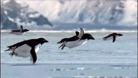 Flying-penguins