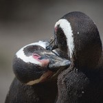 Ubuntu Oracle kissing penguins