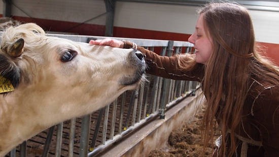 Cow and girl