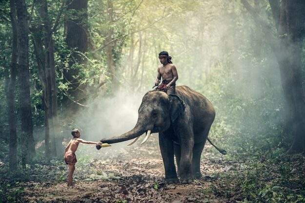 People riding elephant