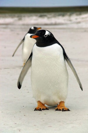 Gentoo penguin in the Falkland Islands.