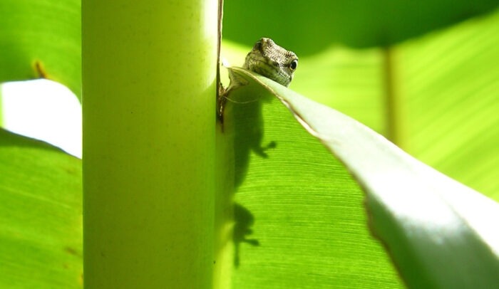 SUSE Linux's mascot is a geko called Geeko.