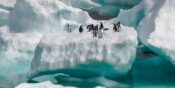 Penguins on an iceberg.
