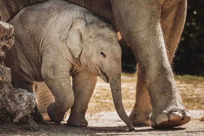 Baby elephant.