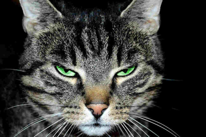 Tom cat with Cassandra eyes.