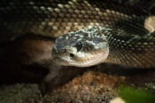 snake-pixabay