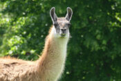 Llama