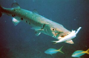 Barracuda with prey.