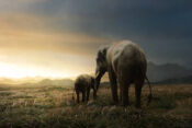 mother-elephant-5129480_1280